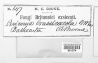 Periconia brassicaecola image